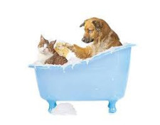 Pet Cleaning