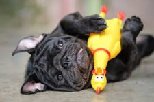Pet Toys