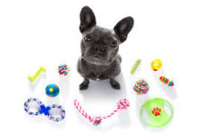 Pet Supplies